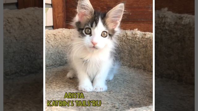 Arista Katrin’s Tails *RU смотреть онлайн