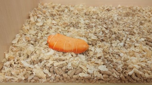 Сделали дом для декоративного кролика. Самый милый питомец. смотреть онлайн