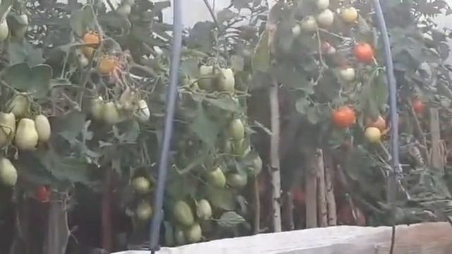 помидоры в деревне август 2021 смотреть онлайн