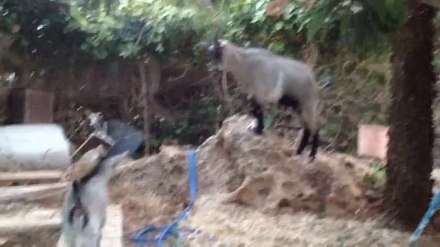 Нигерийские козы. Урок бодания смотреть онлайн