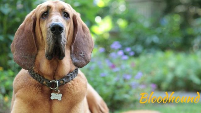 9 Dog Breeds With Long Ears смотреть онлайн