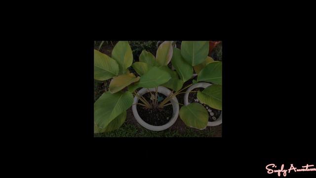 Different Varieties of CALATHEA Plants+IDENTIFICATION смотреть онлайн