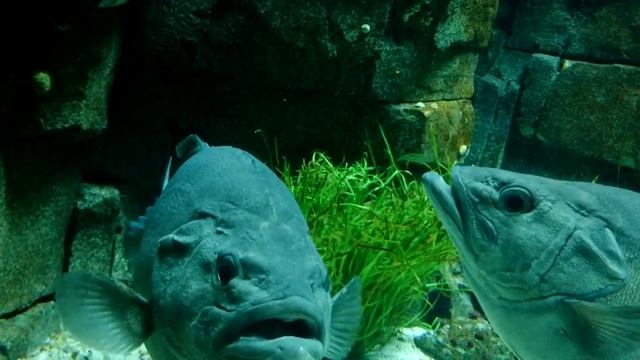 в океанариуме Лиссабона Oceanario De Lisboa