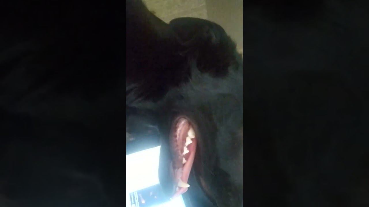 ВЕО черная Восточно Европейская Овчарка 13 смотреть онлайн