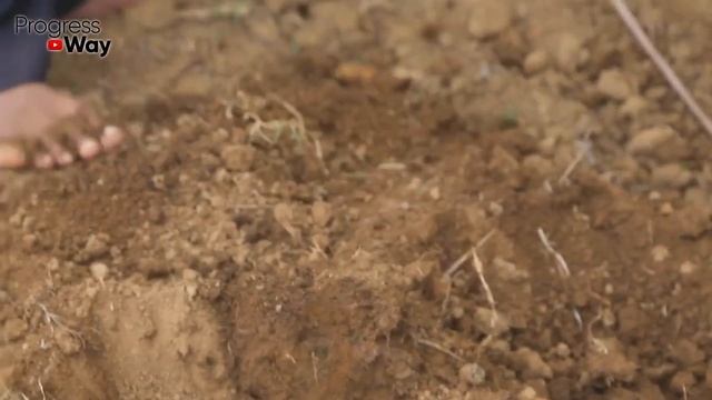 СЫПЬТЕ ПОД СМОРОДИНУ Весной По 1 Ложке! Размер И Сладость Ягод Вас Удивит! смотреть онлайн