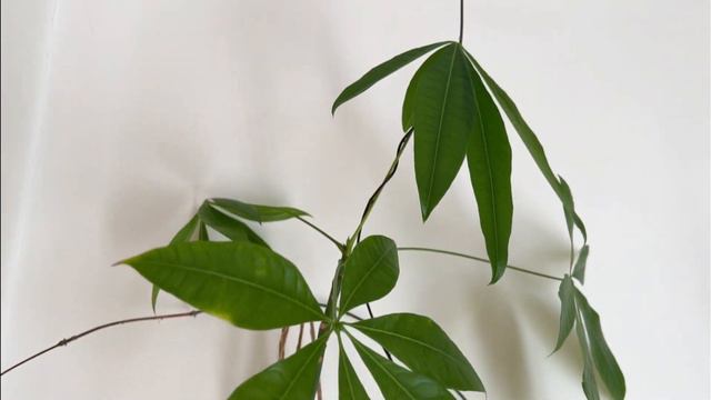 Summertime Houseplant Tour Part 2 - 2023