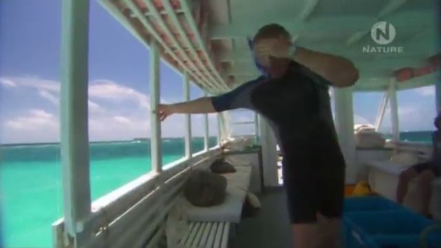 Человек и скат Манта В поисках морского дьявола смотреть онлайн