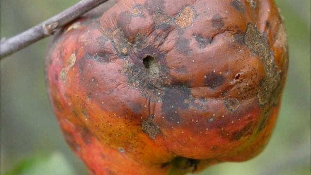 Спасаем яблоню от болезней смотреть онлайн