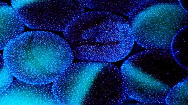 Versus Чужой против Нечто!