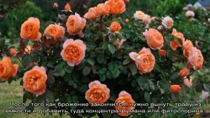 Как подкормить розы дрожжами — можно ли как удобрение