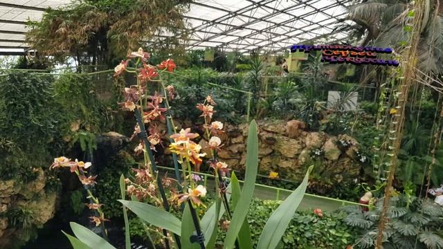 Притяжение Сергей Чекалин Attraction Sergey Chekalin 10 летию  в ЮТюбе. Часть 1.