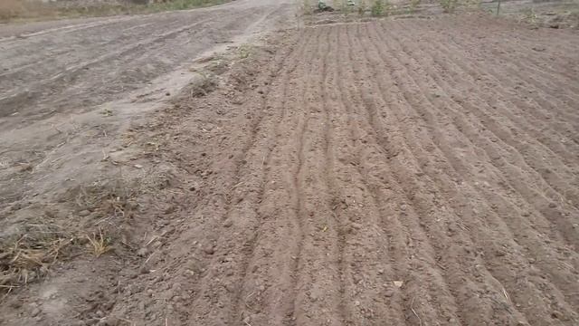Посадка чеснока ваздушка- бульбочка. смотреть онлайн