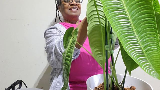 Potting Anthurium King Veitchii and Anthurium Metallicum смотреть онлайн