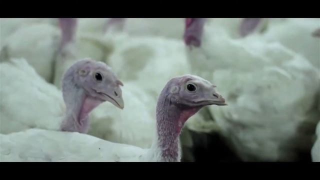 Руском-Агро ноябрь 2014 смотреть онлайн
