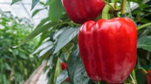 Перец Клаудио