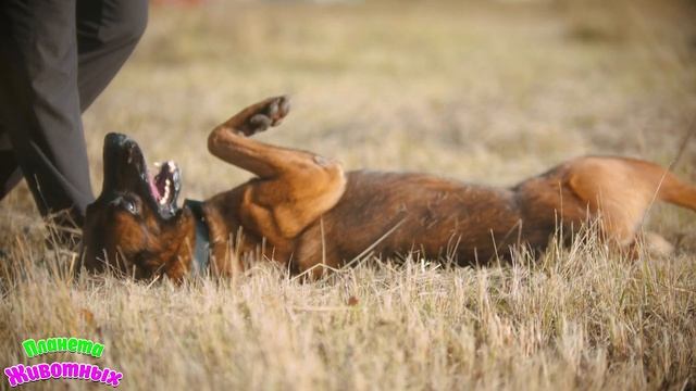 Как Говорят Животные - СОБАКА + Развивающие Мультики Детям + Обучающие Видео про Животных смотреть онлайн