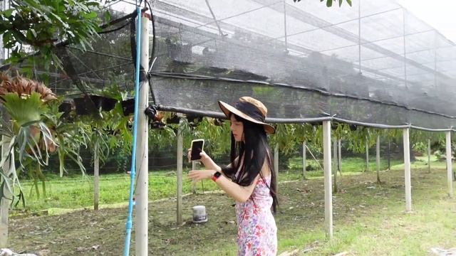 养鹿角蕨六年，现在也许是泰国清迈最大的一家苗圃了吧？拍拍养鹿角蕨的人003 смотреть онлайн