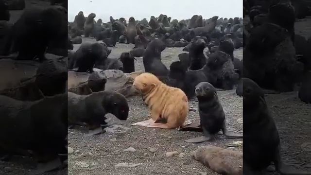 Морской котик-альбинос - единственный блондин среди множества его собратьев на острове Тюлений смотреть онлайн