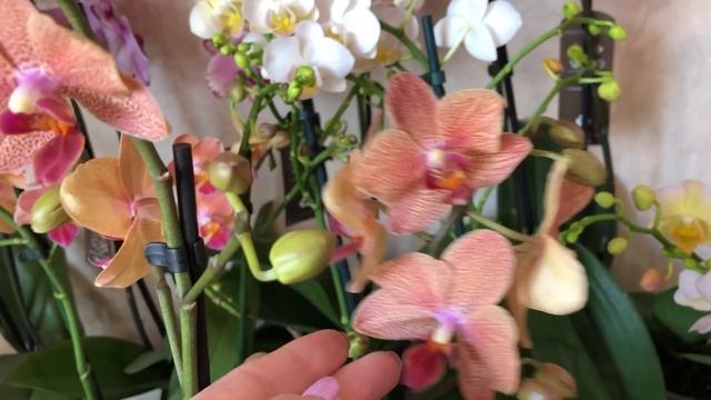 ?Продажа орхидей от 05.06.2020 Лиодоро, Пират пикоти, Бланка, Лемонные специи, мультифлоры смотреть онлайн