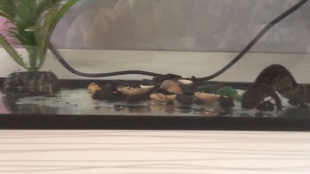 Самка тритона откладывает яйца смотреть онлайн