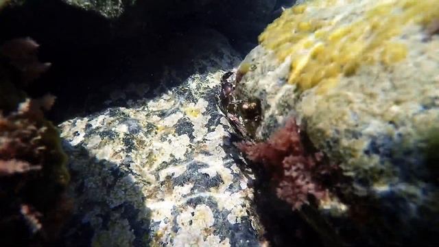 Чёрное море и его подводные обитатели смотреть онлайн