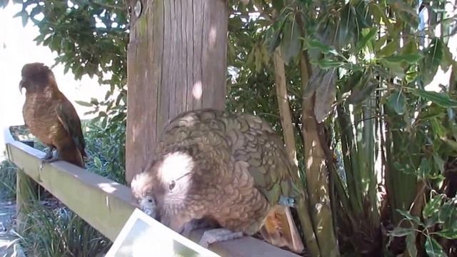 Kea parrot is a reader, Альпийский попугай - читатель смотреть онлайн