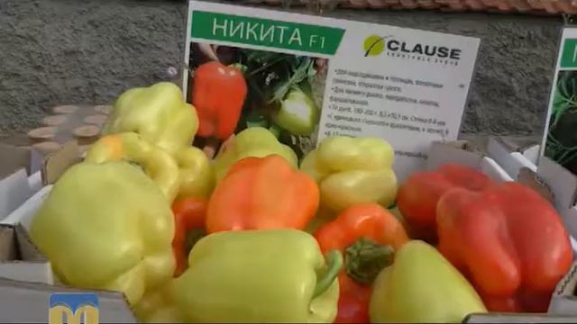 Сюжет на Николаевском канале ТНМ о проведении Дня поля в поселке Дорошовка 19 августа 2016 года смотреть онлайн