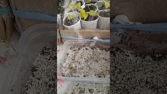 ЦЕФАЛОФОРА - ЗЕМЛЯНИЧНАЯ ТРАВКА. смотреть онлайн