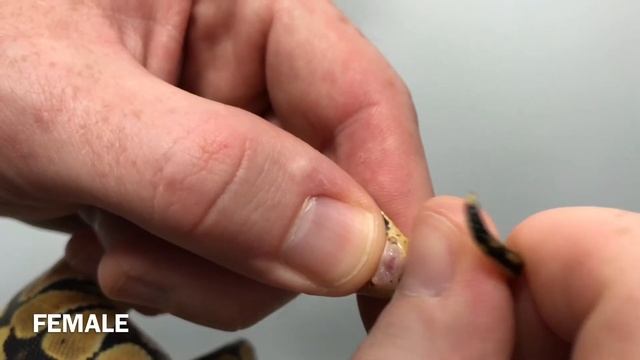 How to POP a Ball Python! смотреть онлайн