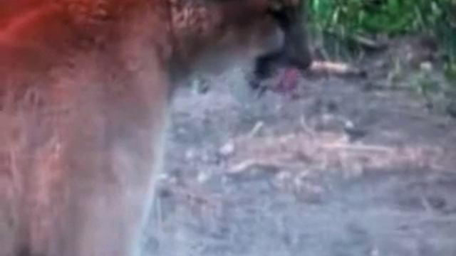 Mountain Lion Kills Grey Wolf very easily. смотреть онлайн