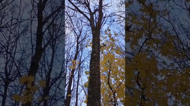 Кормим белок в парке. Рязань в октябре 2021. смотреть онлайн