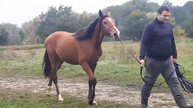 ПРОДАН: Гнедой жеребец 2019г.р чистокровной Арабской породы ЦЕНА тел +79883400208 WhatsApp Telegram