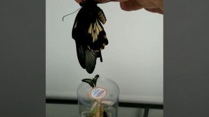 Рождение бабочки  от Магазина Бабочек. Ру