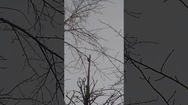 Дятел! На дереве смотреть онлайн