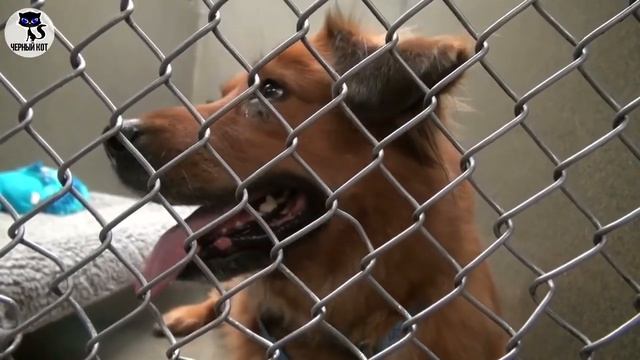 ✔ Почему дворняга не хуже породистой собаки? смотреть онлайн