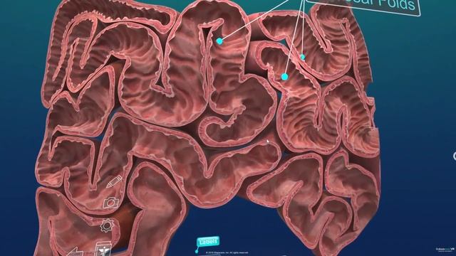 ShareCare VR: Human Anatomy, Internal Organs: Eye, Brain, Heart, Liver, Lungs (Oculus, HTC Vive)