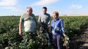 Лучшие сорта ремонтантной малины  Сорт Похвалинка и Конек Горбунок.