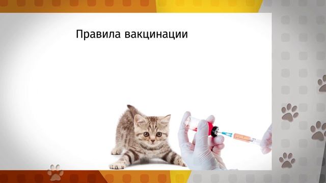 «Ко мне!»: всё, что нужно знать о вакцинации кошек смотреть онлайн
