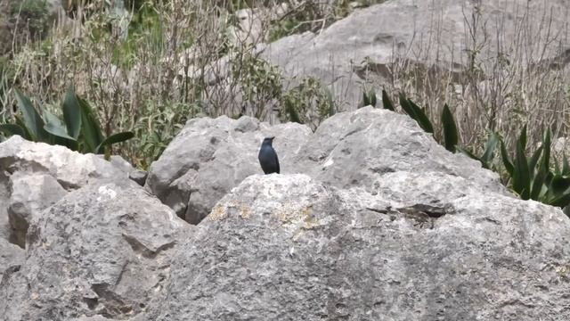 Синий каменный дрозд - Monticola solitarius.mp4 смотреть онлайн