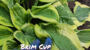 Хоста Brim Cup