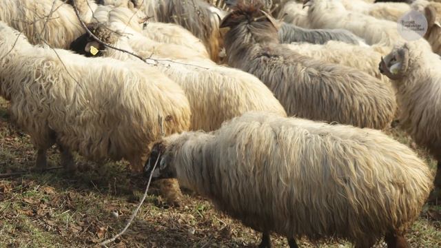 Çoban Adil Ve Sürüsü | Belgesel ▫️4K▫️
