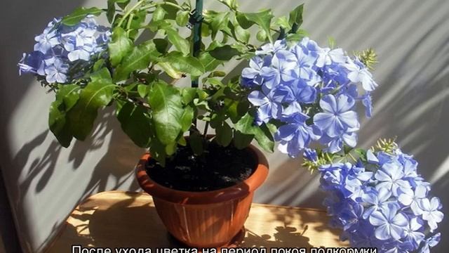 Свинчатка голубая и красная (плюмбаго) смотреть онлайн