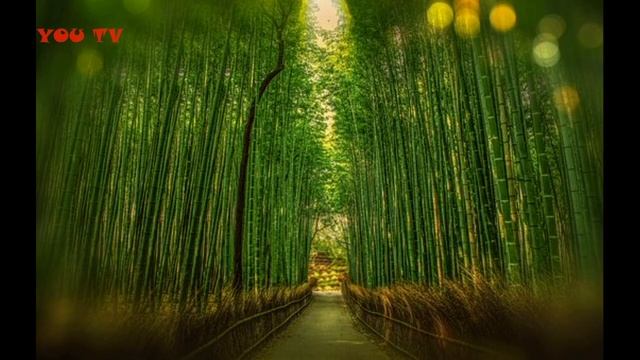 РЕЛАКС _ ЛЕЧЕБНАЯ МУЗЫКА ПРИРОДЫ !