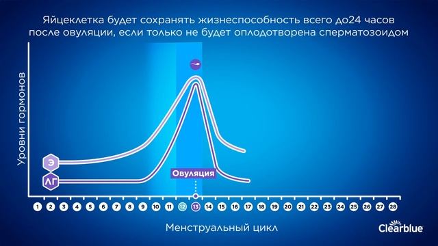 Clearblue: гормоны и менструальный цикл смотреть онлайн