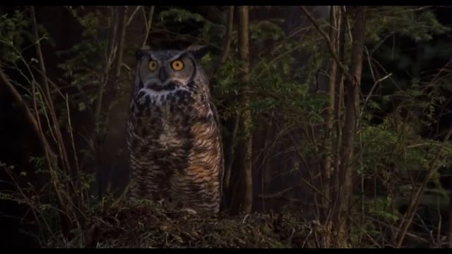 Примерь шкуру животных