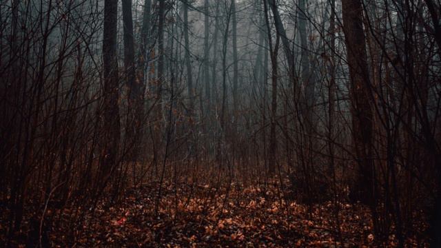 Слушать звуки природы пения птиц в тихом волшебном лесу смотреть онлайн