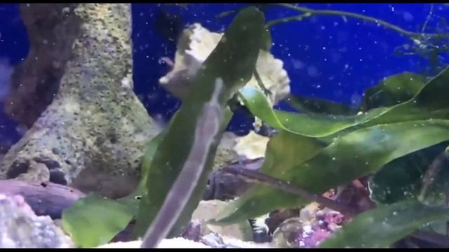 Black Sea PipeFishes&Shrimps смотреть онлайн