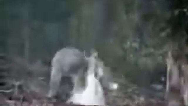 Гусь против кенгуру смотреть онлайн