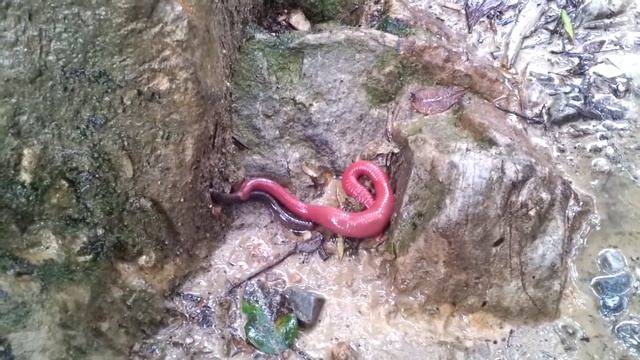 Giant Red Leech Vs Giant Earthworm of Mount Kinabalu-3 смотреть онлайн
