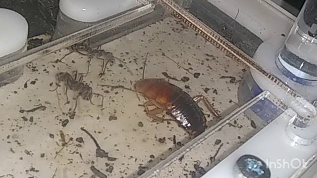 Diacamma Rugosum #1 обзор вида. Про Суп